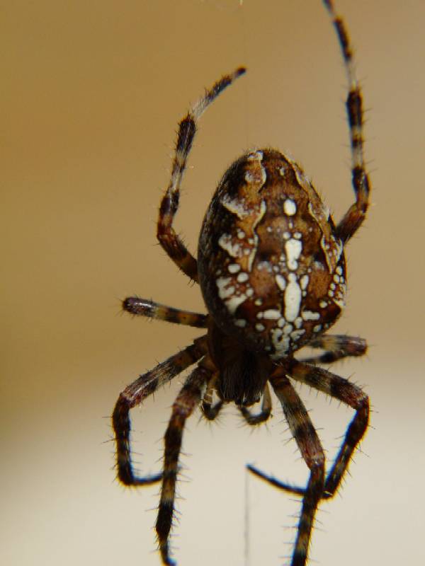 Araneus diadematus